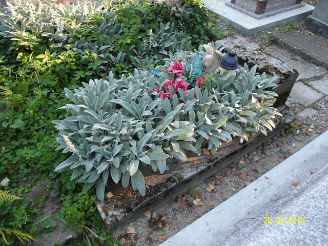 Jerzy Topór 1938 Krosno - Grobonet - Wyszukiwarka osób pochowanych